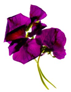 Pansies III (डिजिटल फोटोग्राम, डिजिटल मूल प्रिंट)